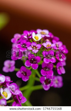 Violet Lobularia maritima flowers, known as Alyssum maritimum, sweet alyssum or sweet alison