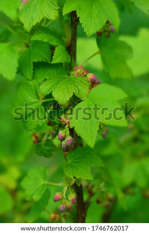 Black currant bush with buds. Branch of black currant with leaves and buds in spring garden. Stock Photo