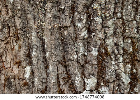 Texture of a tree bark. High quality photo