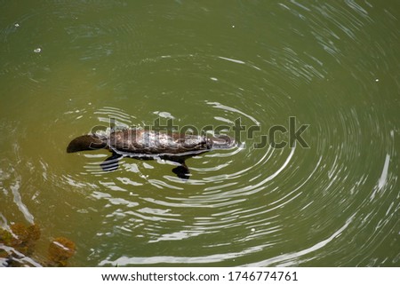 The Australian platypus (Ornithorhynchus anatinus) with its bill and webbed feet like a duck and the fur of an otter lives in creeks and rivers. Photographed at Eungella, Queensland, Australia.