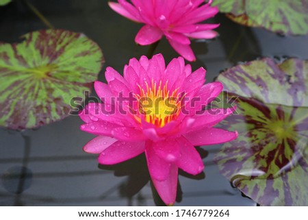 Lotus Flower or Waterlily.   Brachyceras Waterlily (Tropical Day Blooming). NYMPHAEACEAE. Colorful lotus flower. `Bangkok Pink Panther`. tropical waterlily. At Queen sirikit botanic garden.