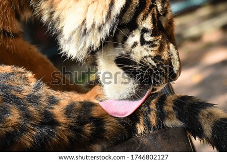 The little tiger is licking and cleaning herself.