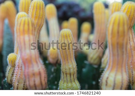 cactus yellow color pattern in pot close up in garden market natural background