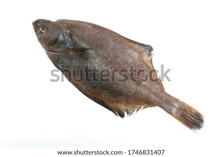 The fish with a white background

