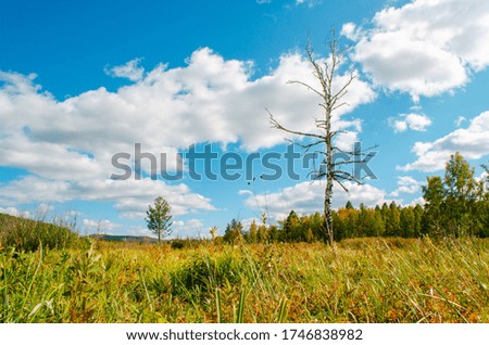 Beautiful field with a birch without leaves in the foreground on a background of the blue sky and clouds. Bright sunny evening. Аutumn landscape. Beautiful nature of Russia.