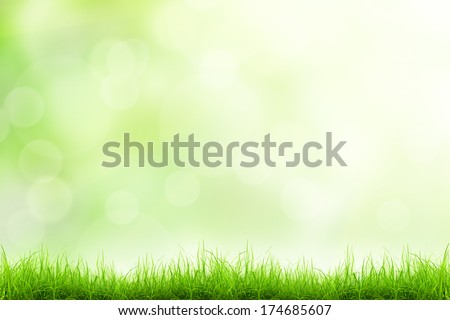 Green grass natural background with selective focus