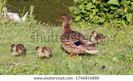 Beautiful duck and ducklings close-up photo in nature