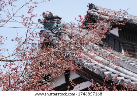 Chotokuji Building and Okame Cherry Blossom