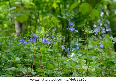 Nice little blue flowers of Veronica chamaedrys (the germander speedwell, bird's-eye speedwell, or cat's eyes) in forest in beautiful light.