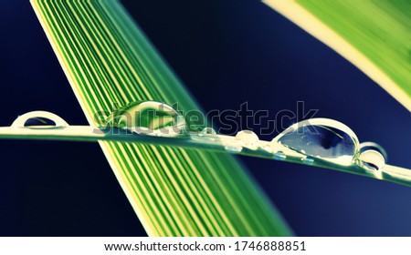Close up of big rain drops on a green leaf