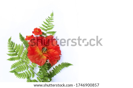 Red poppy flower on a white background. Summer flower arrangement. Bright color. Background for a greeting card.