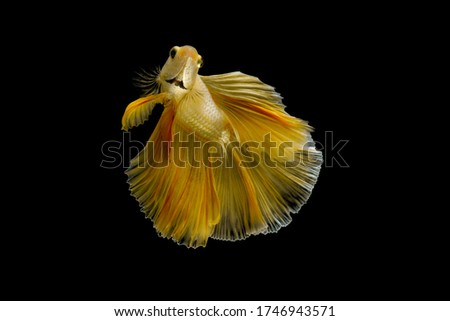 Close up Siamese fighting fish betta splendens (Halfmoon gold dragon betta ) isolated on black background. long fins and tail.  action fish splendens