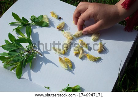 Hand of a little girl who puts green willow leaves and flowers in an album, collecting herbarium. Photo on a sunny day, daylight Royalty-Free Stock Photo #1746947171