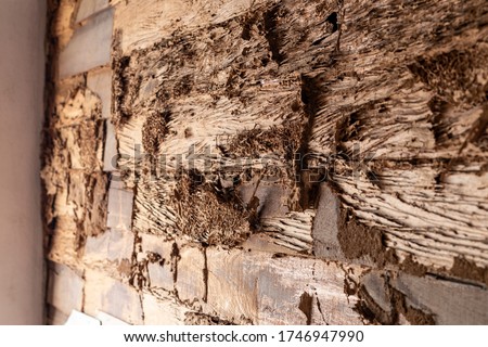 Close-up of the background of an old wooden wall damaged by termite biting wood near a concrete post in a house.