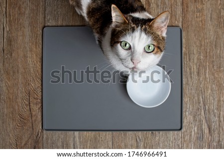 Tabby cat sitting in front of a emty food dish and looking to the camera. High angle view with copy space. Royalty-Free Stock Photo #1746966491