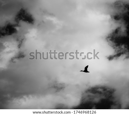 Silhouette  of a wild duck or bird flying over a dark cloudy sky