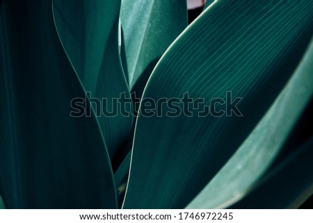 Green tropical plant close-up. Abstract natural floral background Selective focus, macro. Flowing lines of leaves Royalty-Free Stock Photo #1746972245
