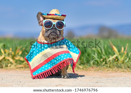 Funny French Bulldog dog dressed up with sunglasses, a colorful straw hat and poncho gown in front of blurry meadow in summer