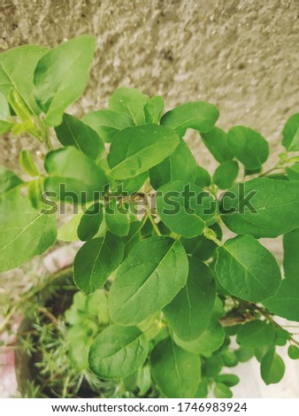 Beautiful nature pic beat leaf