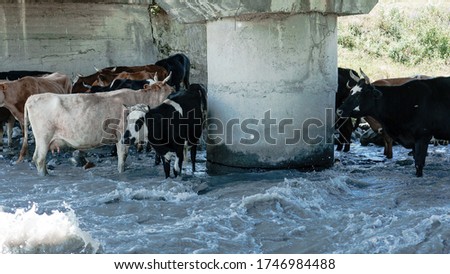 A herd of cows stands in the water under the bridge