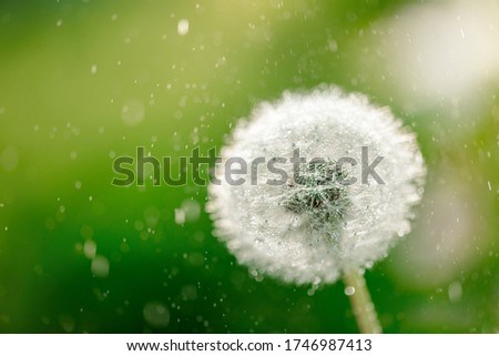 Dandelion abstract blurred bokeh background. Shallow depth of field close-up, design element. green drops of dew,rain in sun. summer spring greeting card. Freedom freshness and idea