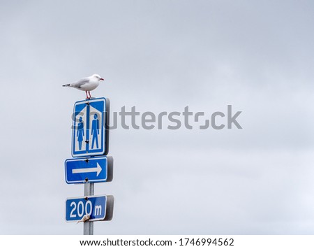 Silver gull (Chroicocephalus novaehollandiae) perched on a blue washroom sign - Yorke Peninsula, South Australia