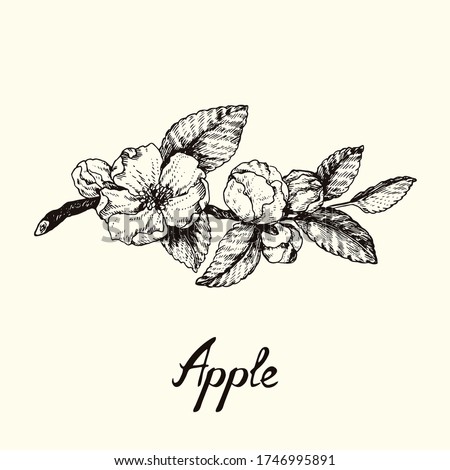 Apple Blossom Stock Vector Images Avopix Com