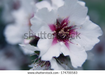Beautiful spring blossom of almonds tree with white flowers