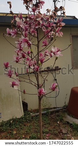 Magnolia stellata plant with full of matured flowers seen at the outdoor place in Korea 