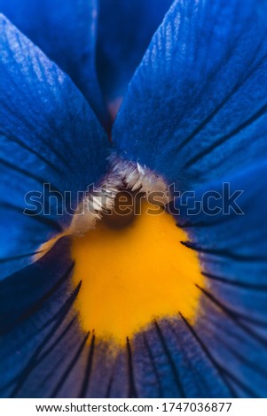 Macro of blue pansy flower with orange middle. Filled frame with shallow depth of field and soft focus