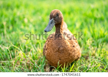 Khaki Campbell ducks that enjoy walking on green grass.... Royalty-Free Stock Photo #1747041611