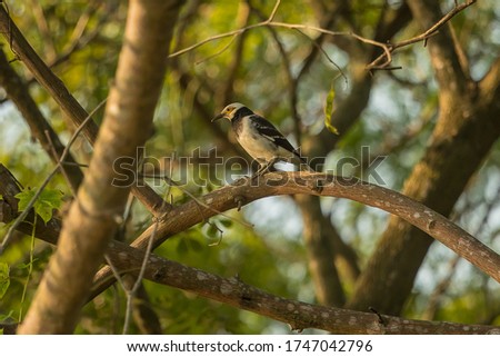 Black-collared Starling (Sturnus nigricollis) in central Thailand