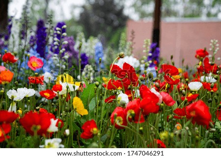 Red, yellow, purple, white and blue poppy flowers and lavender in the garden