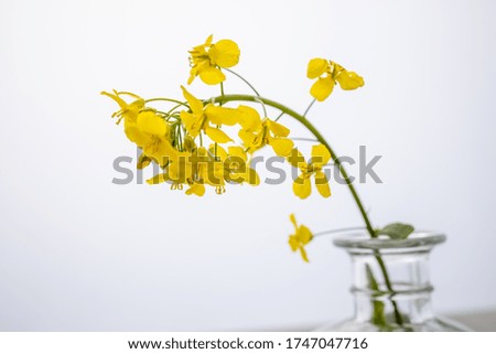 beautiful canola flower on a white background in a vase
