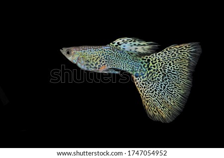The beautiful yellow king cobra guppy on isolated black background. Poecilia reticulata is one of the most popular freshwater aquarium fish species.