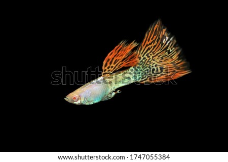 The beautiful Metal red lace guppy on isolated black background. Poecilia reticulata is one of the most popular freshwater aquarium fish species.