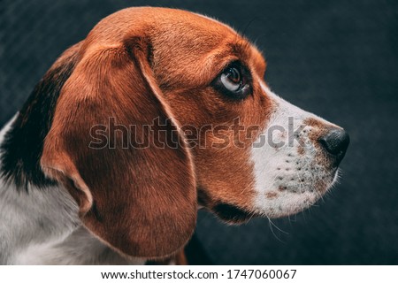 Portrait photo of a Beagle dog expressively looking to the side, on a gray blurred background. Dog face close up.