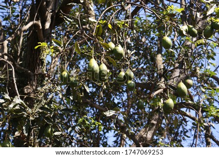 Mangoes On A Mango Tree at garden