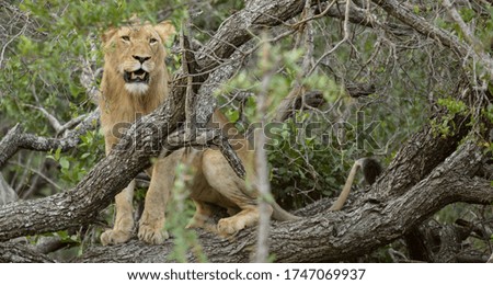 young male lion exploring his tree climbing abilities 