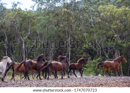 Mob or Band of wild Brumbies run across burnt and logged Australian bushland, kicking dust  Royalty-Free Stock Photo #1747070723