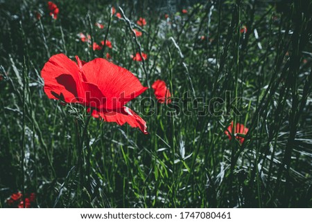 Pretty red poppy flower in a field