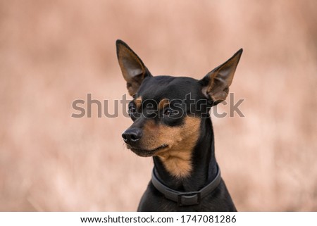 beautiful posing photograph of a close-up of a small Pinscher breed dog on a beautiful pink background of a spring meadow in a pine forest Royalty-Free Stock Photo #1747081286