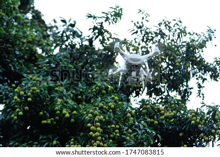 White drone with camera flying taking pictures of lychee fruits in summer