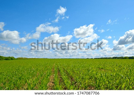 Field with wheat sprouts. Beautiful cloudy sky.