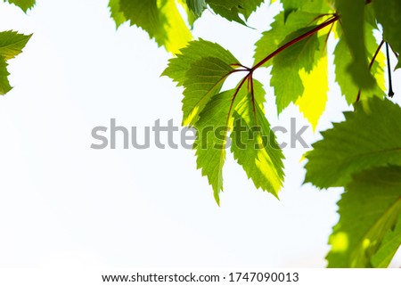 Green leaves of grapes on the sky background with space for text. Bottom view of the green leaves of young grapes. Bright spring background. A trailing vine of wild grapes in the sunlight.