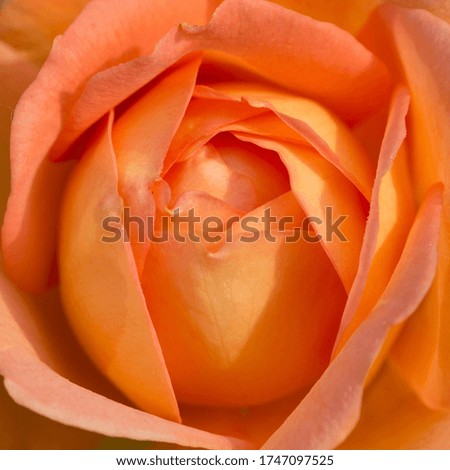 close up of orange rose petals. English corall rose
