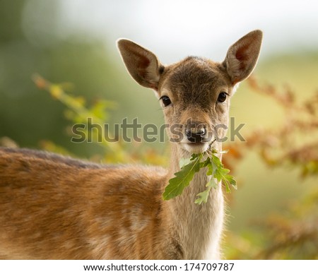 Fallow deer fawn eating a leaf Royalty-Free Stock Photo #174709787