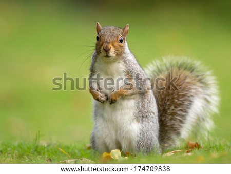 Standing gray squirrel in autumn