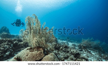 Seascape in turquoise water of coral reef in Caribbean Sea / Curacao with diver, fish, coral and sponge