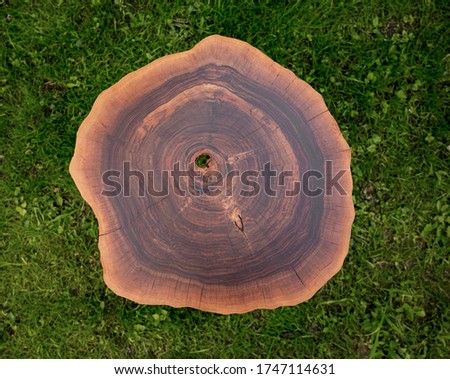 Cross section of tree trunk. Table blank